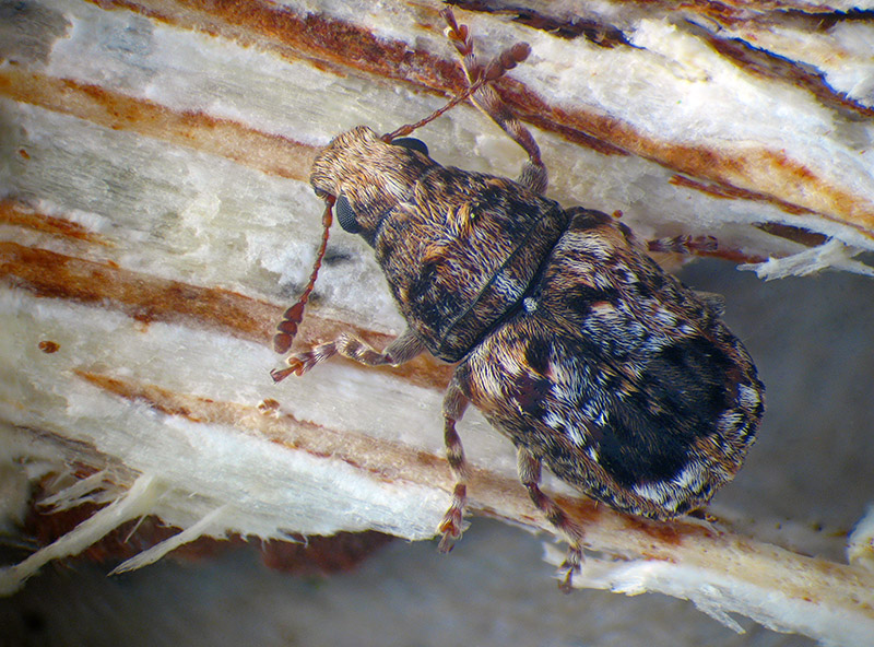 Anthribidae - Pseudeuparius sepicola